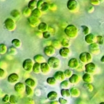 テトラSOD®配合