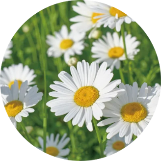 カモミール の画像