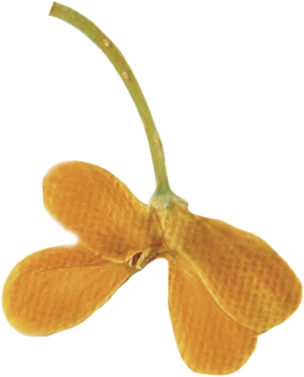 flower decolation