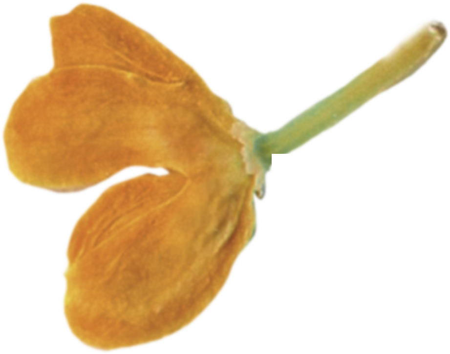 flower decolation