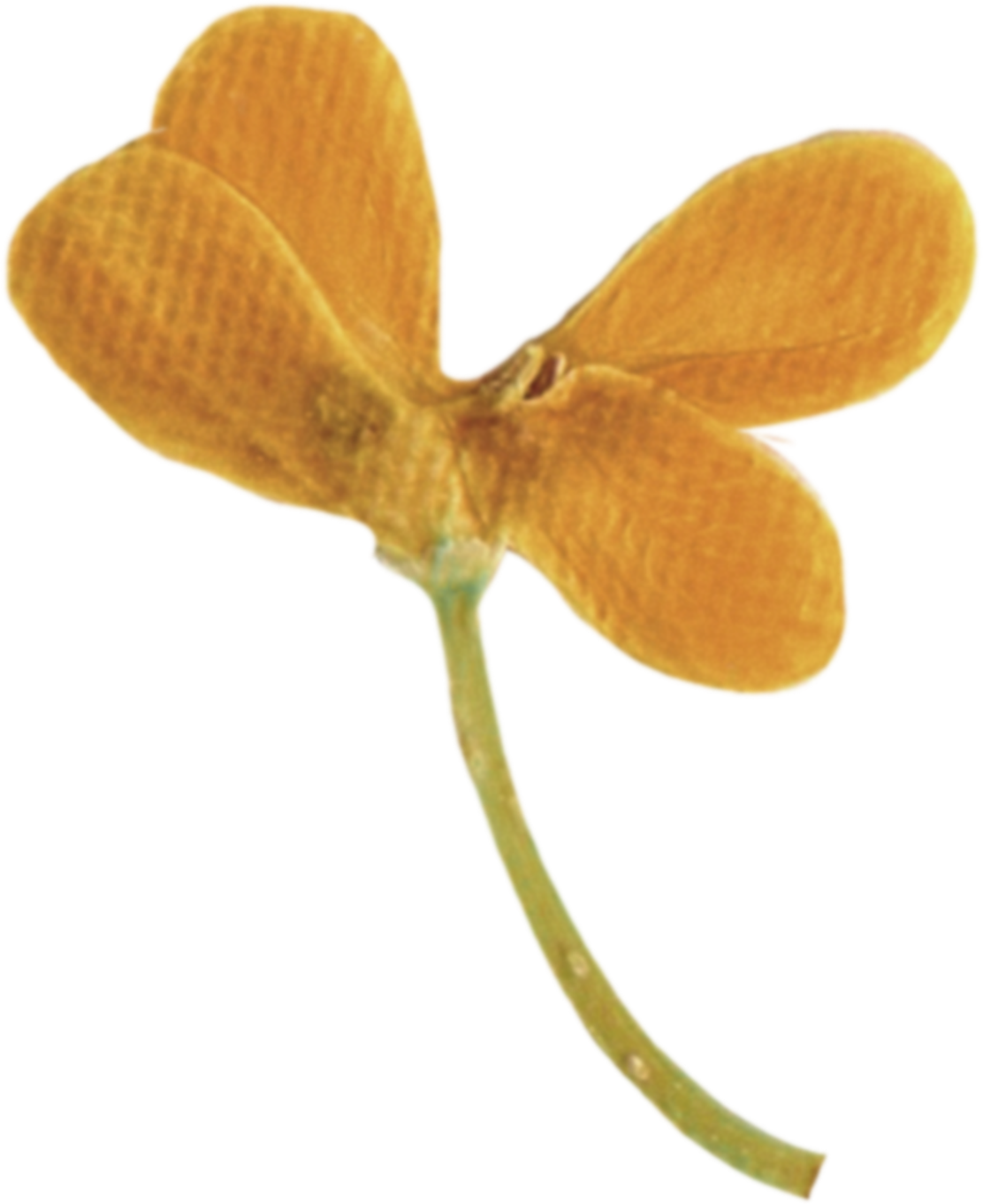 flower decolation